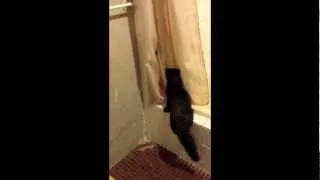 Kitten vs Spider