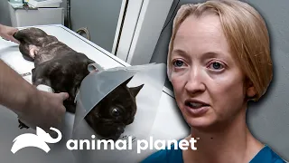 Estos dos perritos comieron objetos extraños | Dr. Jeff, Veterinario | Animal Planet