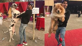 International Dog Show - 1st Time In India😱