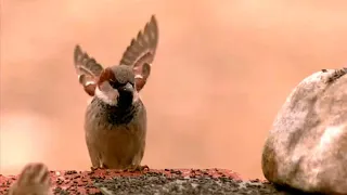 Sparrow landing in UltraSlo motion