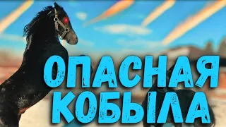 Обучение самой опасной кобылы. Один день asuadu) В следующем видео зарубимся с Муаедом😄.