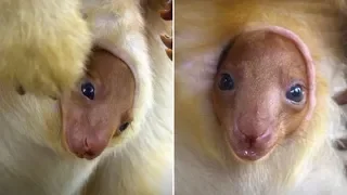 This Rare Joey Peeked Out Of Its Pouch For The First Time – And The Moment Was Caught On Camera