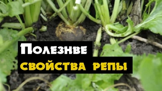 Репа полезные свойства