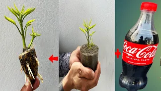 SUPER SPECIAL TECHNIQUE for cultivating MANGO shoots with coca~cola and bananas to surprise growth