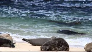 Baby seals rolling in the surf