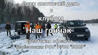 Загонная охота на оленя с клубом "Наш гончак"