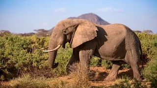 Protecting Africa's elephants: Discover Samburu with Save the Elephants & Google Maps