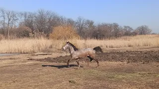 Заездка  жеребца.