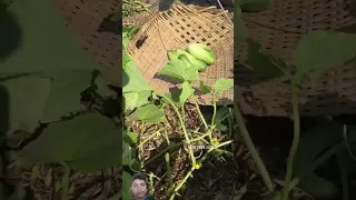 শসা কাটিং। #harvest #satisfying #vegestables #farming