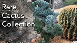 Rare Cactus Collection and Desert Garden Tour - Japan and Australia