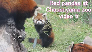 茶臼山レッサーリポート5 レッサーパンダ 赤ちゃん Red panda cubs at Chausuyama zoo video_5 茶臼山動物園