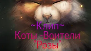 Ю|Коты~Воители|°Клип°~Розы~|Неизвестнтца Миллер.