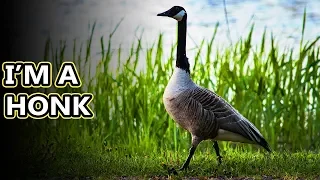 Canada Goose facts: that honking v shape in the sky | Animal Fact Files