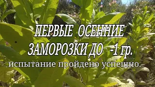 ПЕРВЫЕ ОСЕННИЕ ЗАМОРОЗКИ, ТЕСТ ПРОЙДЕН УСПЕШНО.