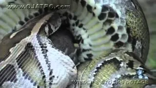 Python eats Alligator 02, Time Lapse Speed x6.mp4