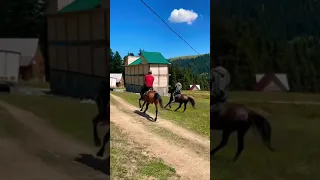 сумасшедшие скачки/кавказские лошад/crazy horse/mountain races|cxeni