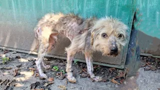 He Was A Fragile, Blind, Emaciated Puppy Hiding Under The Bridge Alone Ignored By Human...