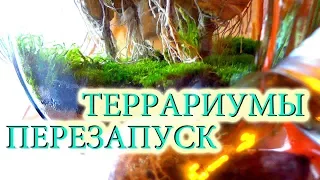 Не вечные террариумы перезагрузка