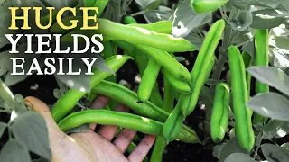 How to Grow Fava Beans (Broad Beans & Field Beans)