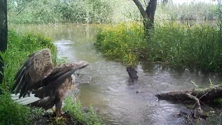 Голос орлана-белохвоста.