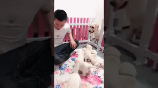 You will get STOMACH ACHE FROM LAUGHING SO HARD🐶Funny Dog Videos #Short 67