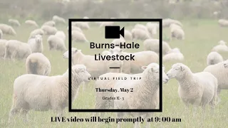 Burns- Hale Livestock Virtual Field Trip - Sheep and Wool