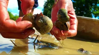 Wow wow wow amazing ! A Man Skill Catch A Lot Snail Crabs Ells While A Fisherman Plowing