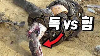 한 방울로 사람을 죽이는 킹 코브라가 거대한 비단구렁이를 물어버렸다.. 비단뱀이 독사에게 물리면 이렇게 됩니다