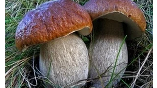 Білі гриби КАРПАТ. Белые грибы КАРПАТЫ. White Carpathians mushrooms