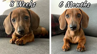 Mini dachshund puppy growing up | 8 weeks vs. 6 months