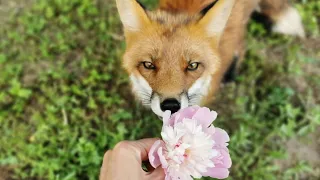 Лис Альф покорил 💗 сердце Фокси - Alf the Fox won the heart of Foxie