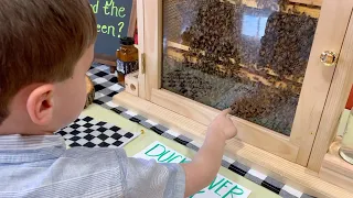 Observation Hive (Taking Live Bees to School)