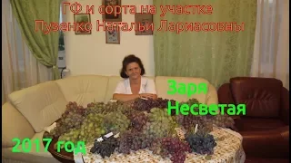 Заря несветая- ранний виноград с мускатом (Пузенко Наталья Лариасовна)