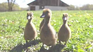 Hatching Duck Eggs - The Basics