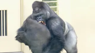 Silverback gets angry and knocks his son to the ground.｜Shabani Group