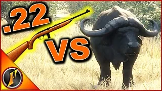 How many .22 Rounds to Kill a Cape Buffalo? | Call of the Wild