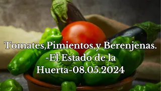 Tomates,Pimientos,y Berenjenas.-Estado de la Huerta -08.05.2024