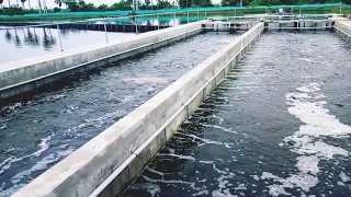 how to fish farm in cement tanks