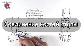 Анатомия суставов стопы - meduniver.com