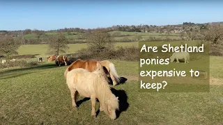 Are Shetland Ponies expensive to keep? TV Episode 370