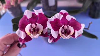 02.03.24.пересадка Орхидеи.