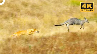 Wild Dingo Dogs Chasing A Kangaroo 😨 | 4K Animal Documentary