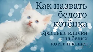 Как назвать белого котенка мальчика или девочку. Красивые клички для белых котов и кошек