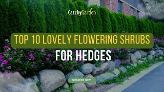 Top 10 Lovely Flowering Shrubs for Hedges 🌸🌺