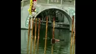 High Pile Lion Dance Above The Water 水上高桩舞狮(山东淄博）