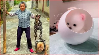 Tik Tok Chó Phốc Sóc Mini 😍 Funny and Cute Pomeranian #210