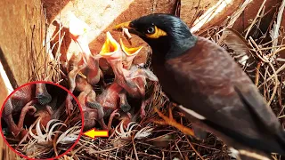 EP 24 | MATURE Sibling Stomped Up on IMMATURE baby Almost to Death | Baby birds of myna | Day 6