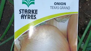 The Texas Grano Onions🧅 from Starke Aryes/South African YouTuber