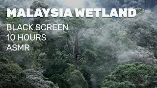 Dusk in the Borneo rainforest · 10 hours | ASMR | black screen | no ads