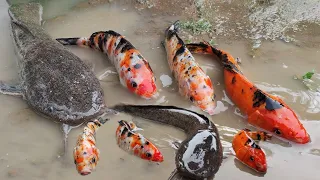 Find colorful ornamental fish, koi fish, goldfish, catfish, snakehead fish, betta fish, lobster